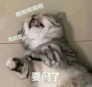 猫猫表情包