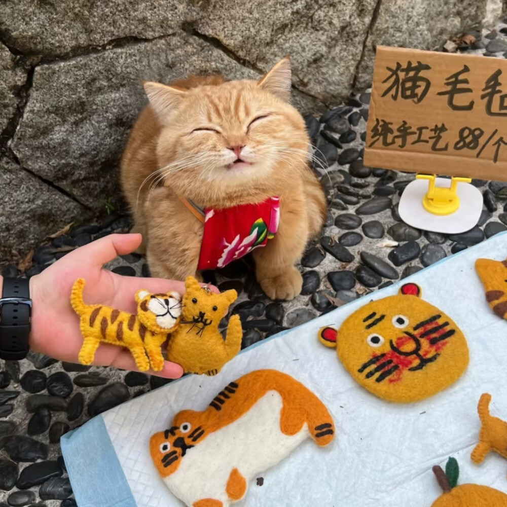是小猫