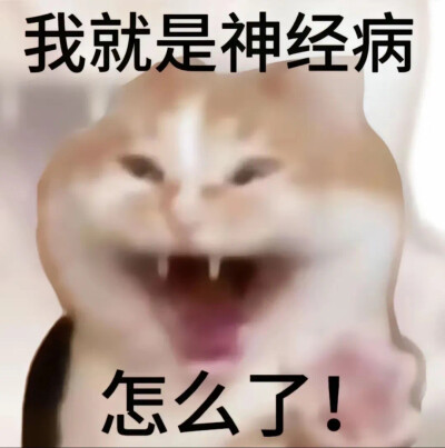 猫咪表情包