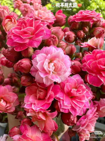 长寿花.苹果花