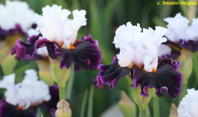 德国鸢尾-个人隐私