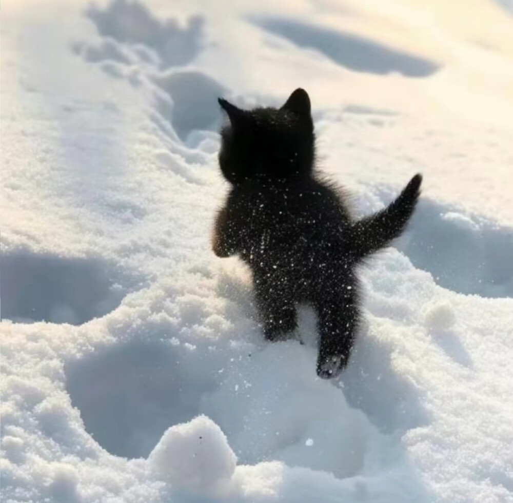 黑白小猫背景图