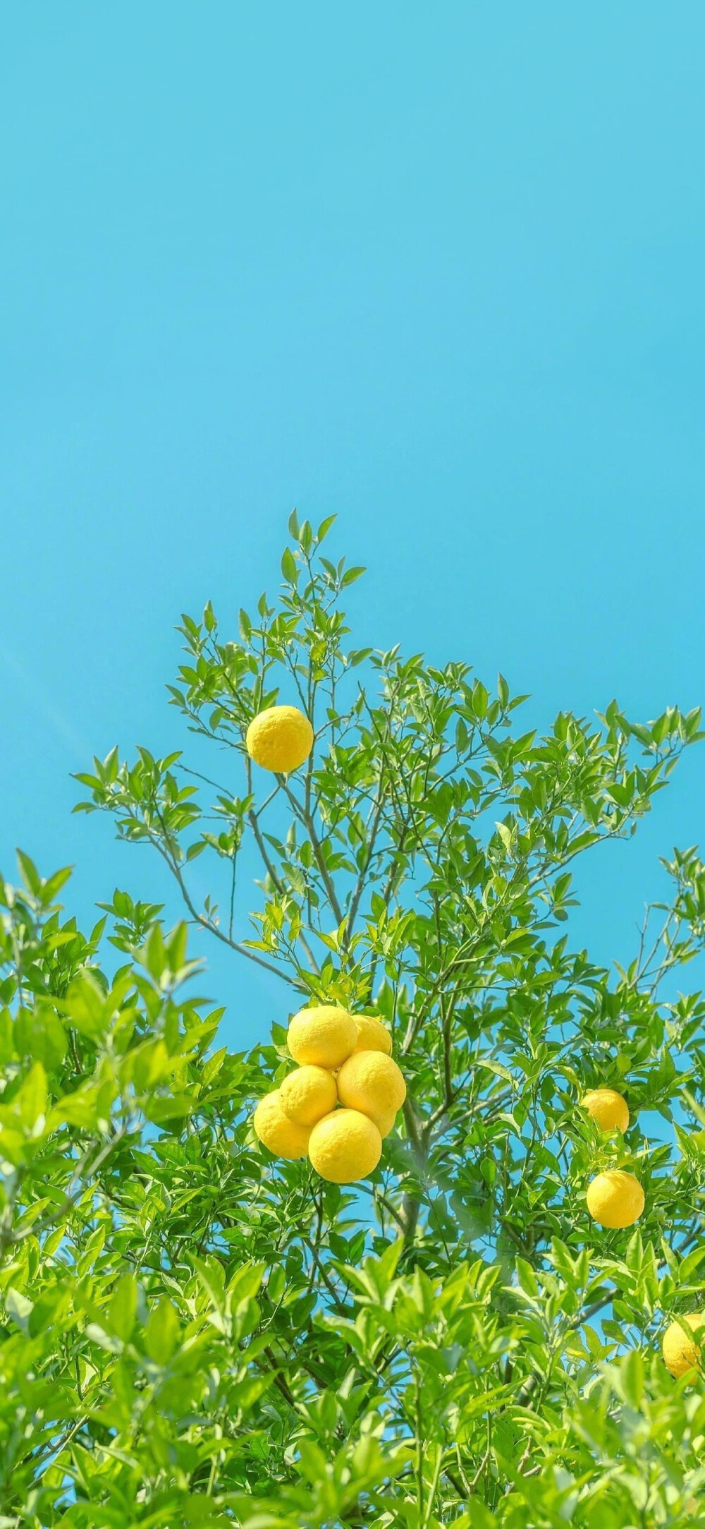 春日风景