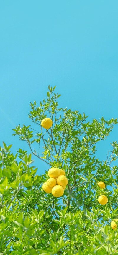 春日风景