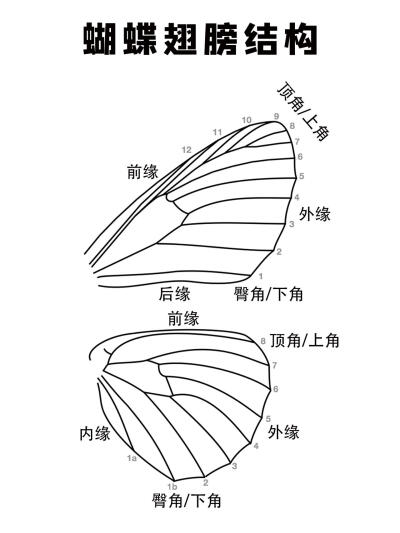 蝴蝶翅膀构造，存档版