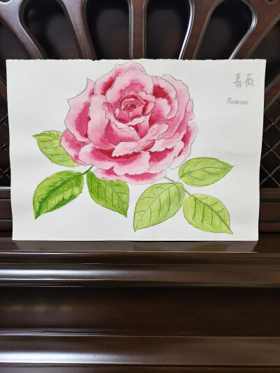 06 蔷薇（绘画 | 水彩 | 果花甘01 ）
（2015年7月画）
印象里，蔷薇，只是看着字就有种浪漫的迷醉感。
她们盛开在在法式或者英式的庭院里，郁郁葱葱爬了一整个院墙，伸出雕花的铁门，在晴光下盛开。
嫣然的玫瑰红，…