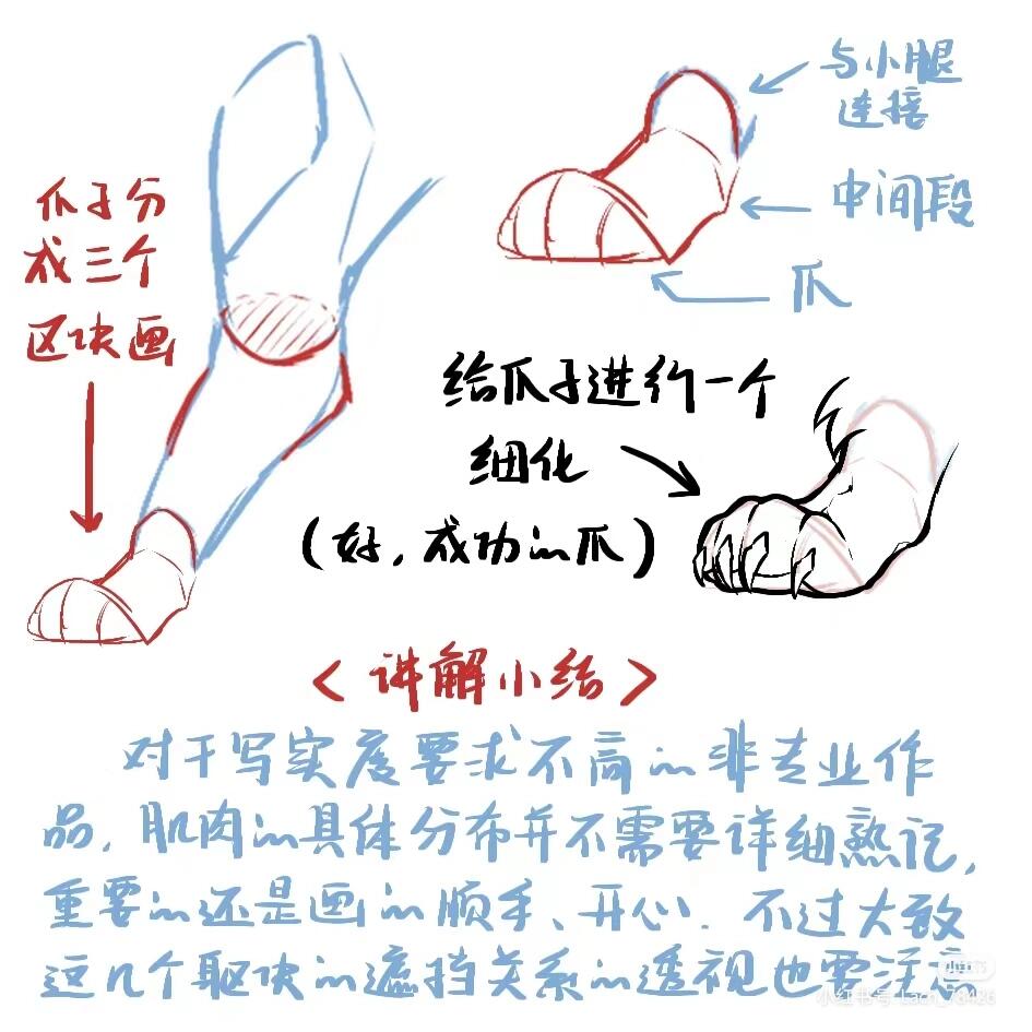 动物四肢画法