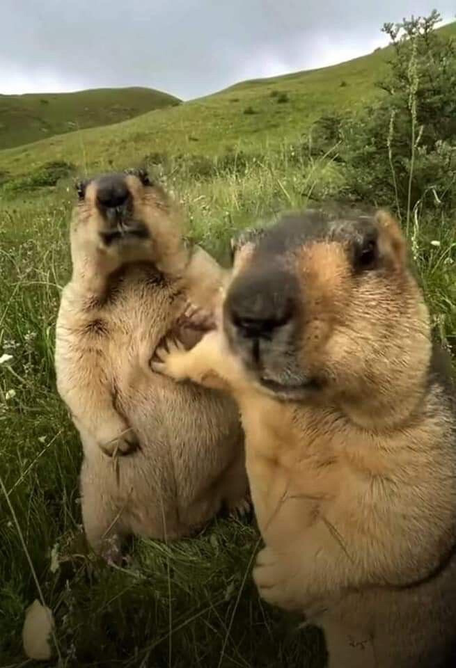 (._.)