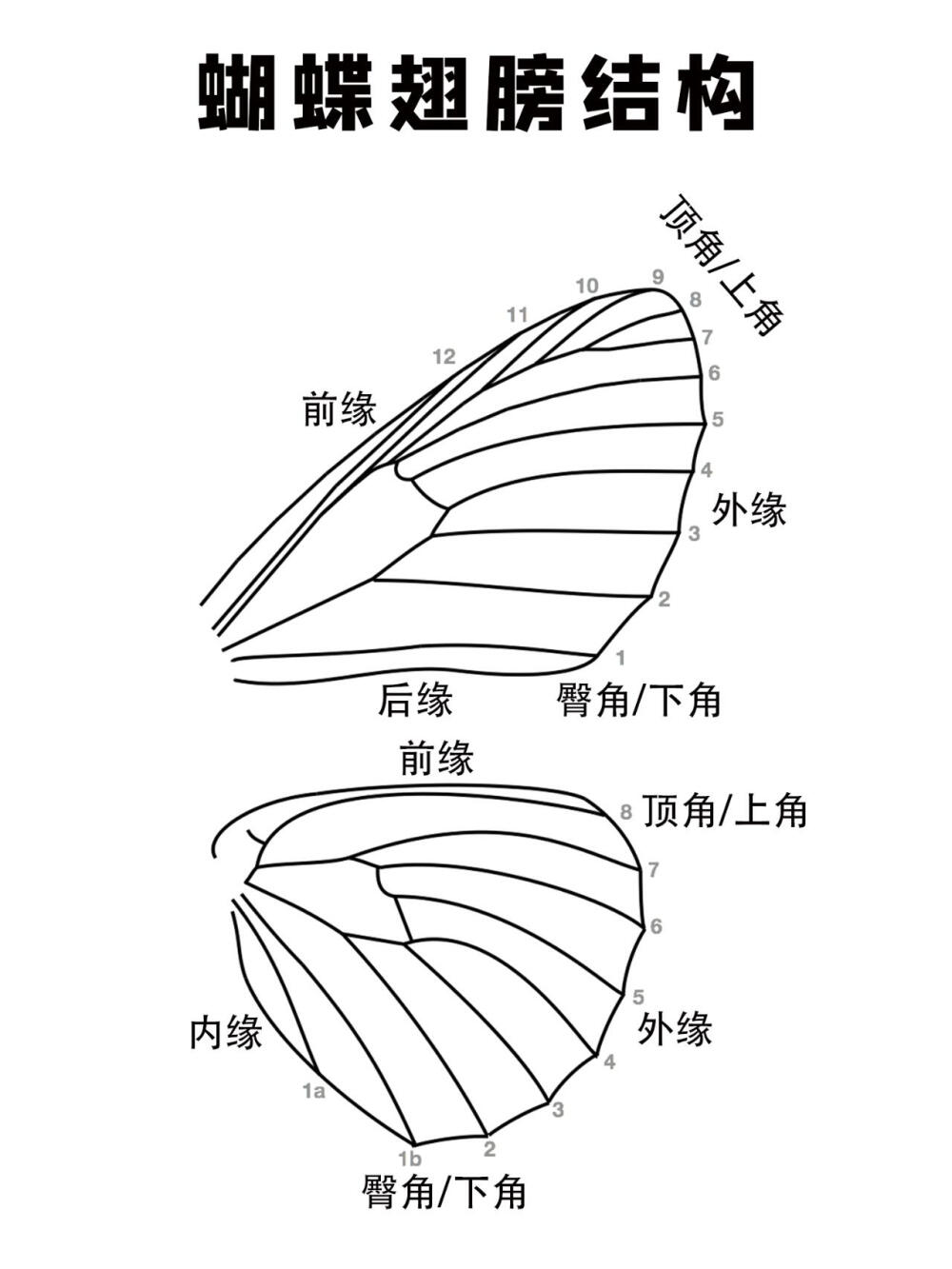 蝴蝶翅膀构造