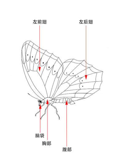 蝴蝶翅膀构造