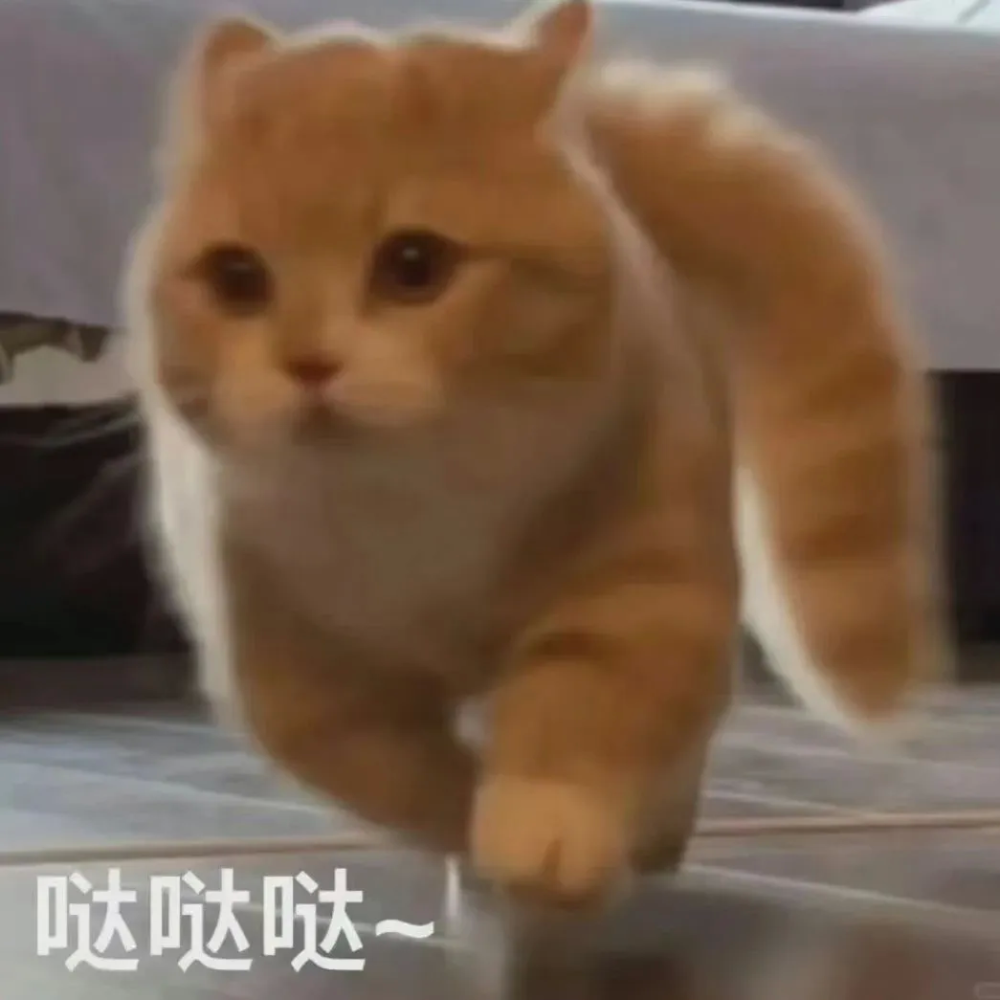 猫猫表情包