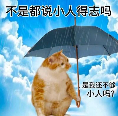 小猫表情包