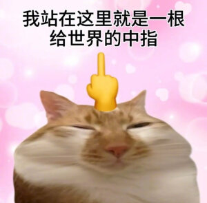 小猫表情包