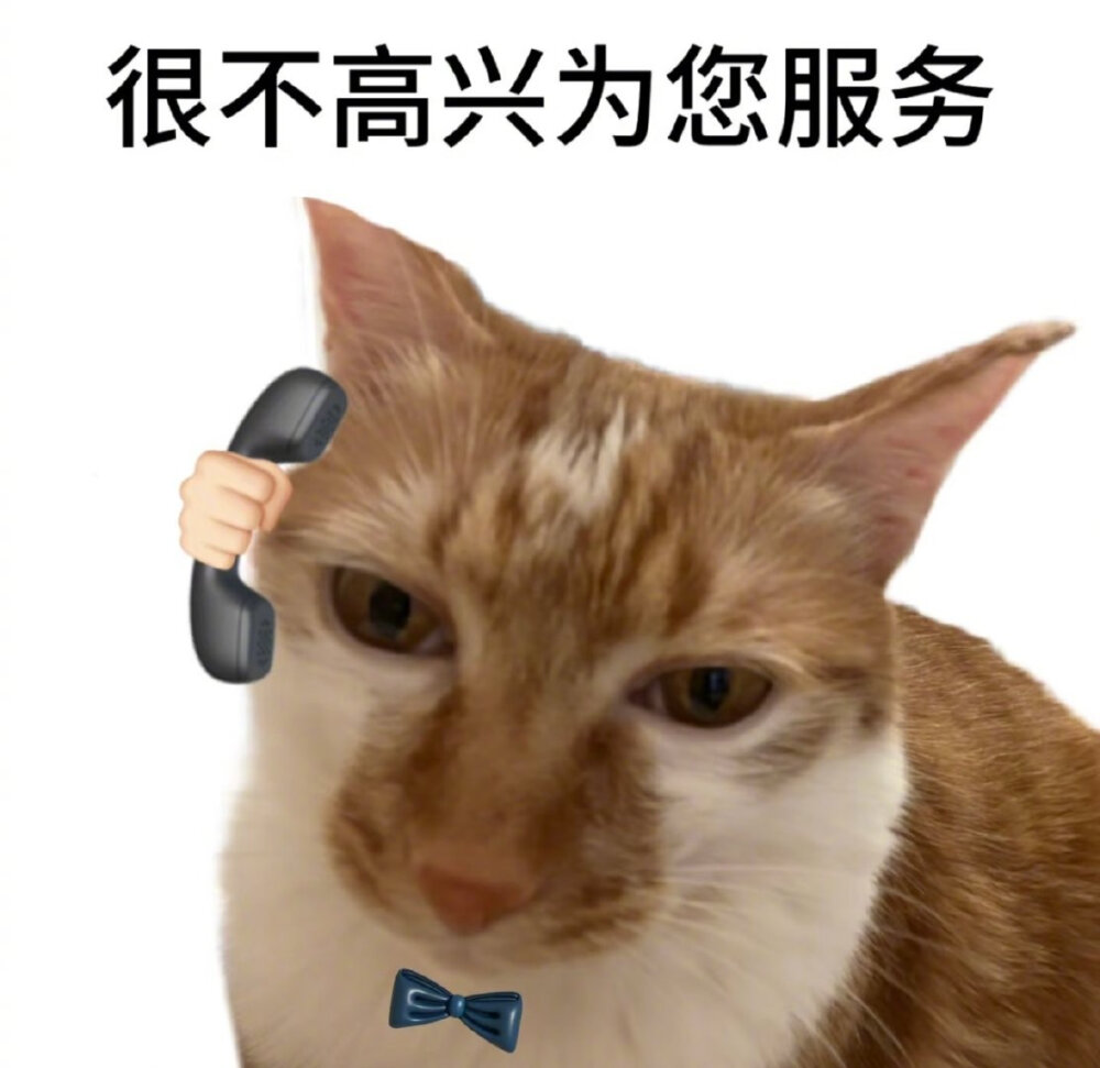 猫咪表情包