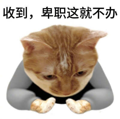 猫咪表情包