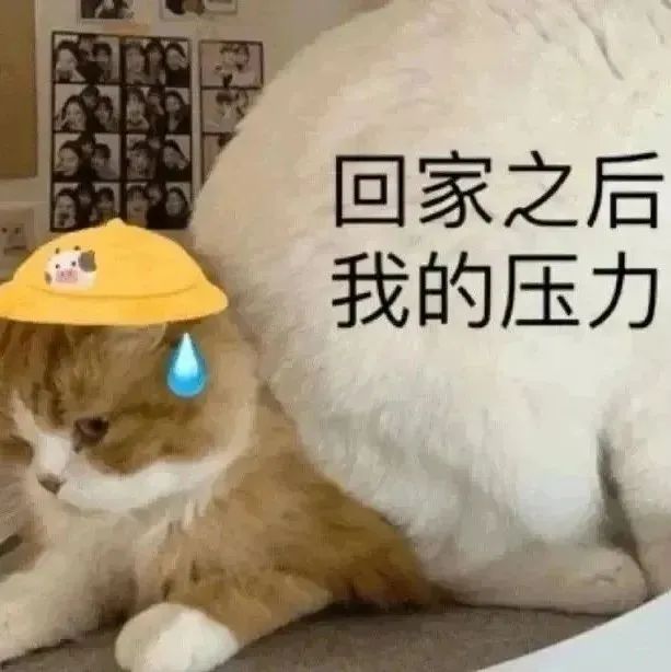 猫猫表情包