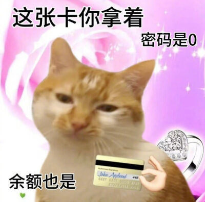 小猫表情包