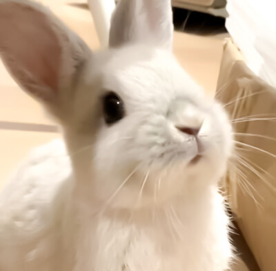 人，兔兔想你了(՞ ܸ. .ܸ՞)︎♡