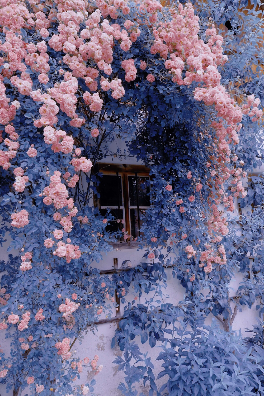 花墙