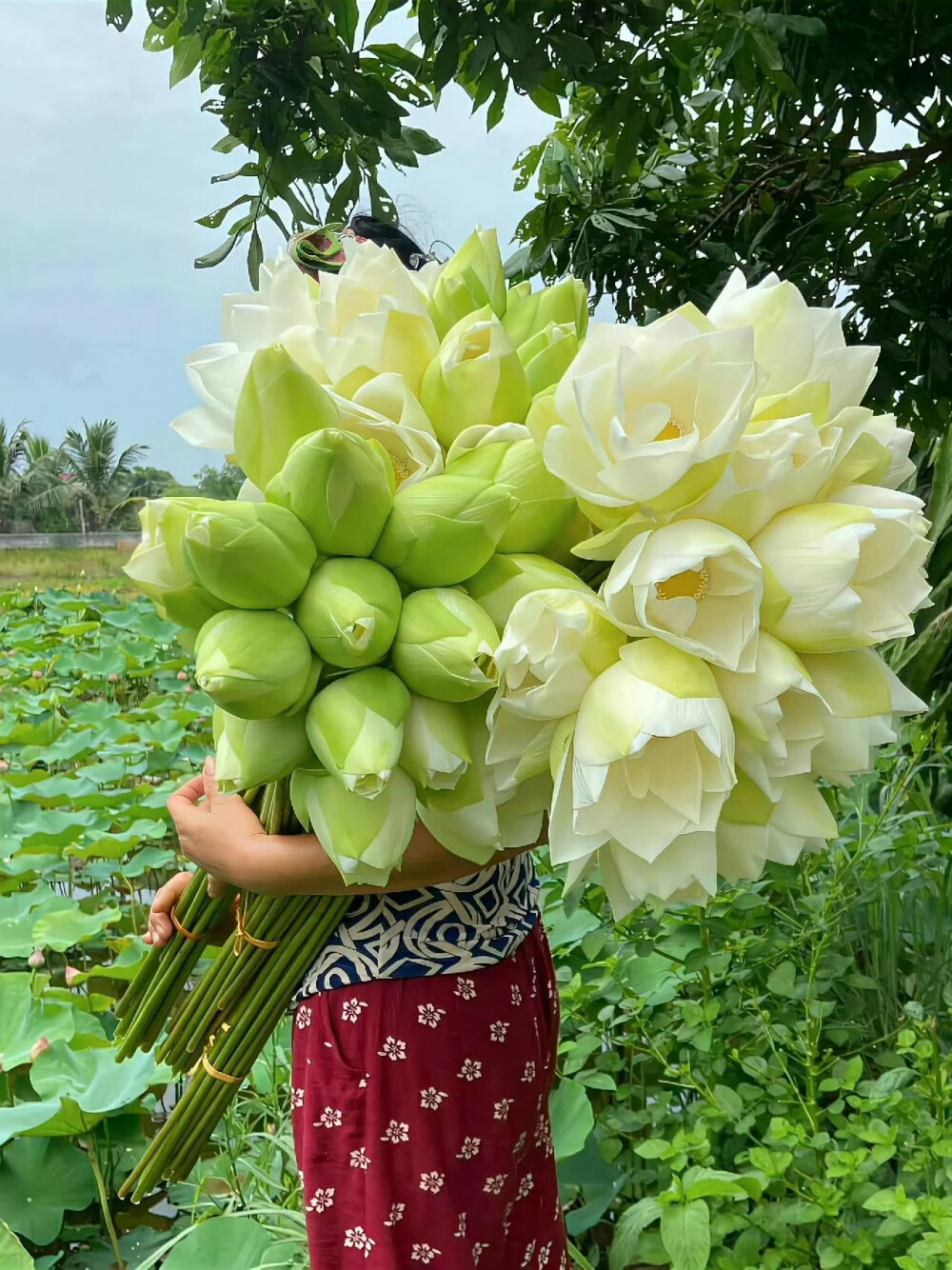 花卉