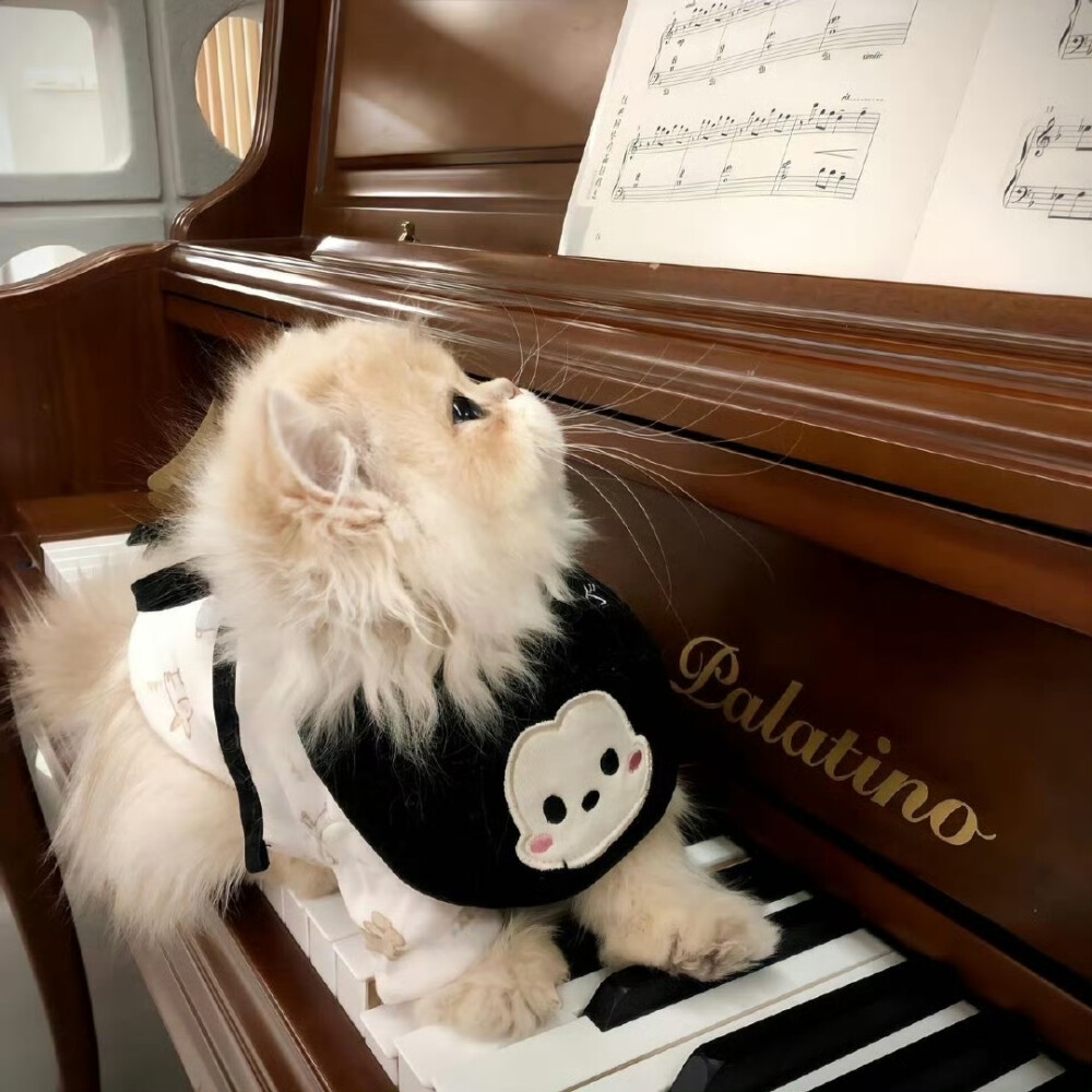 猫猫头像