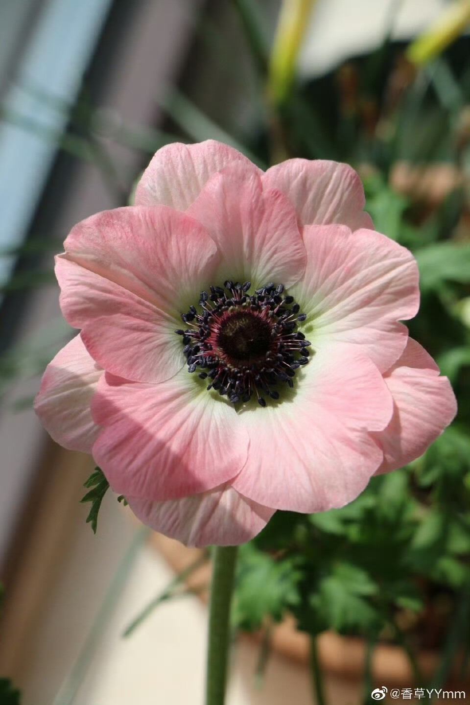 花卉