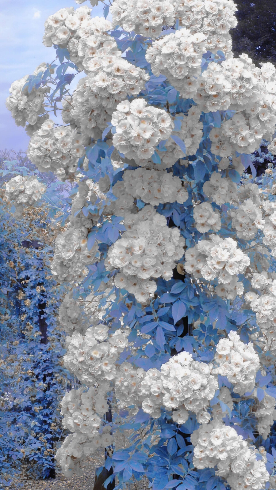 花墙