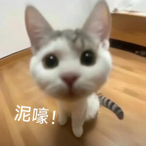 沙雕猫咪表情包