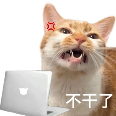 沙雕猫咪表情包