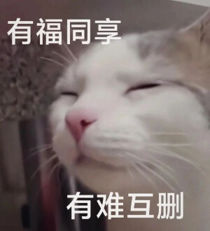 沙雕猫咪表情包