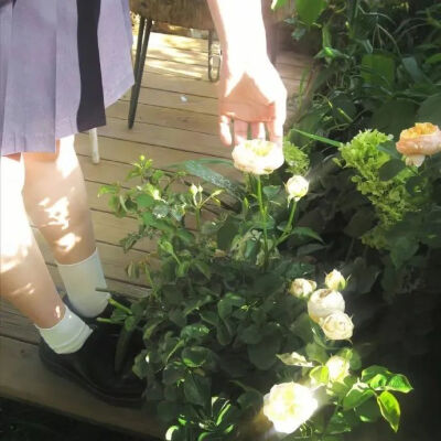 椿
