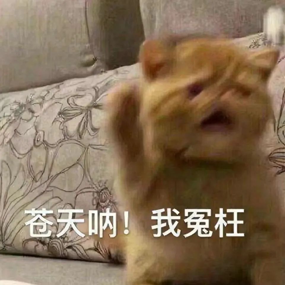 猫猫表情包