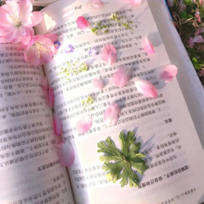 椿
