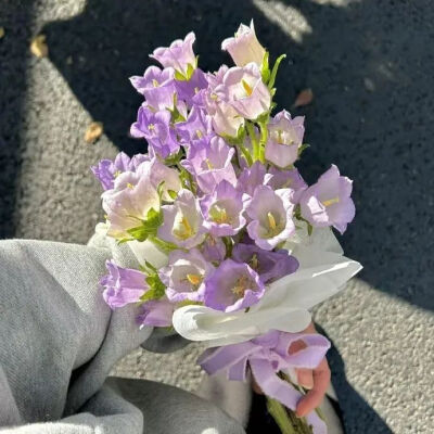 椿
