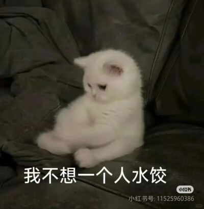 猫猫表情包