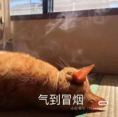 猫猫表情包