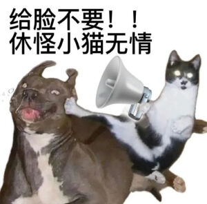 猫猫表情包