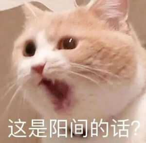 猫猫表情包