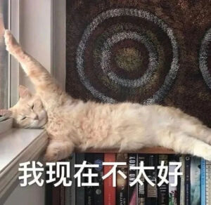 猫猫表情包