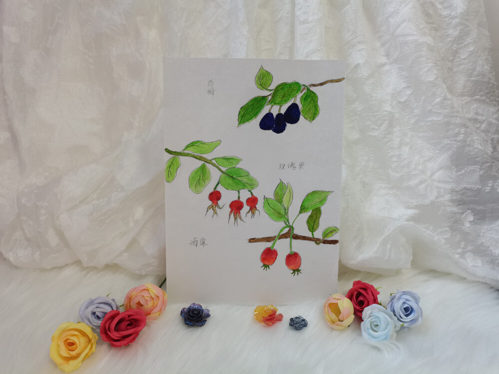 23 西梅、海棠果和玫瑰果（绘画 | 水彩 | 果花甘01）
2018.01
画了西梅、海棠果和玫瑰果。
小时候逛超市，特喜欢糖果和果干区。话梅、青梅、冰糖李子，还有大大小小颜色各异的梅子，不论是单吃还是泡水喝，都可口生津。
只是不知道梅子长什么样。后来看到梅子在树上的样子便惊讶，原来梅子如此朴素，果实没有透明感，和杏子比较类似。
海棠果是很好吃的。迷你版的脆苹果，香甜带酸，一口一个，饱满圆润。
但海棠真的有长形的么？我没有见过，倒是见过类似形态的山楂。
玫瑰果更是没见过。画的时候还在惊讶，玫瑰会结果子嘛？
童年居住的小区中有开花的灌木，似乎是榆叶梅，有幸见到过一回它结下的小小果。