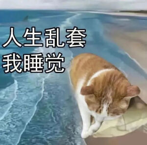 猫猫表情包