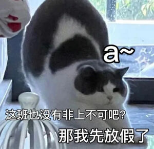 猫猫表情包