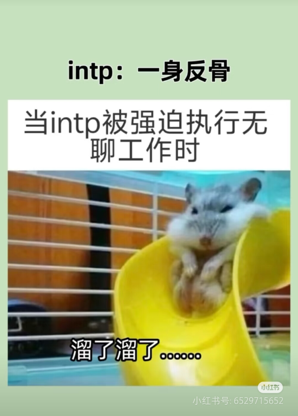 intp梗图