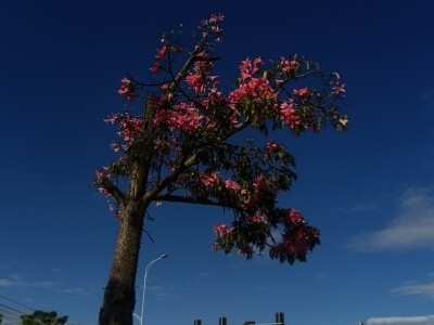 出门遇到一棵漂亮的花树