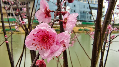 吉安后河·梦回庐陵景区欣赏春雨滋润下的“梅”景