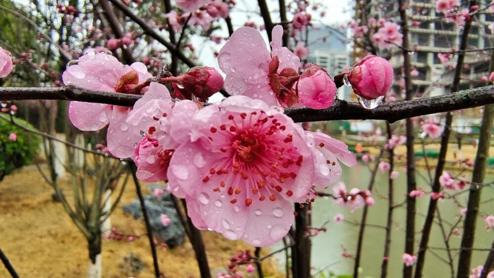 吉安后河·梦回庐陵景区欣赏春雨滋润下的“梅”景