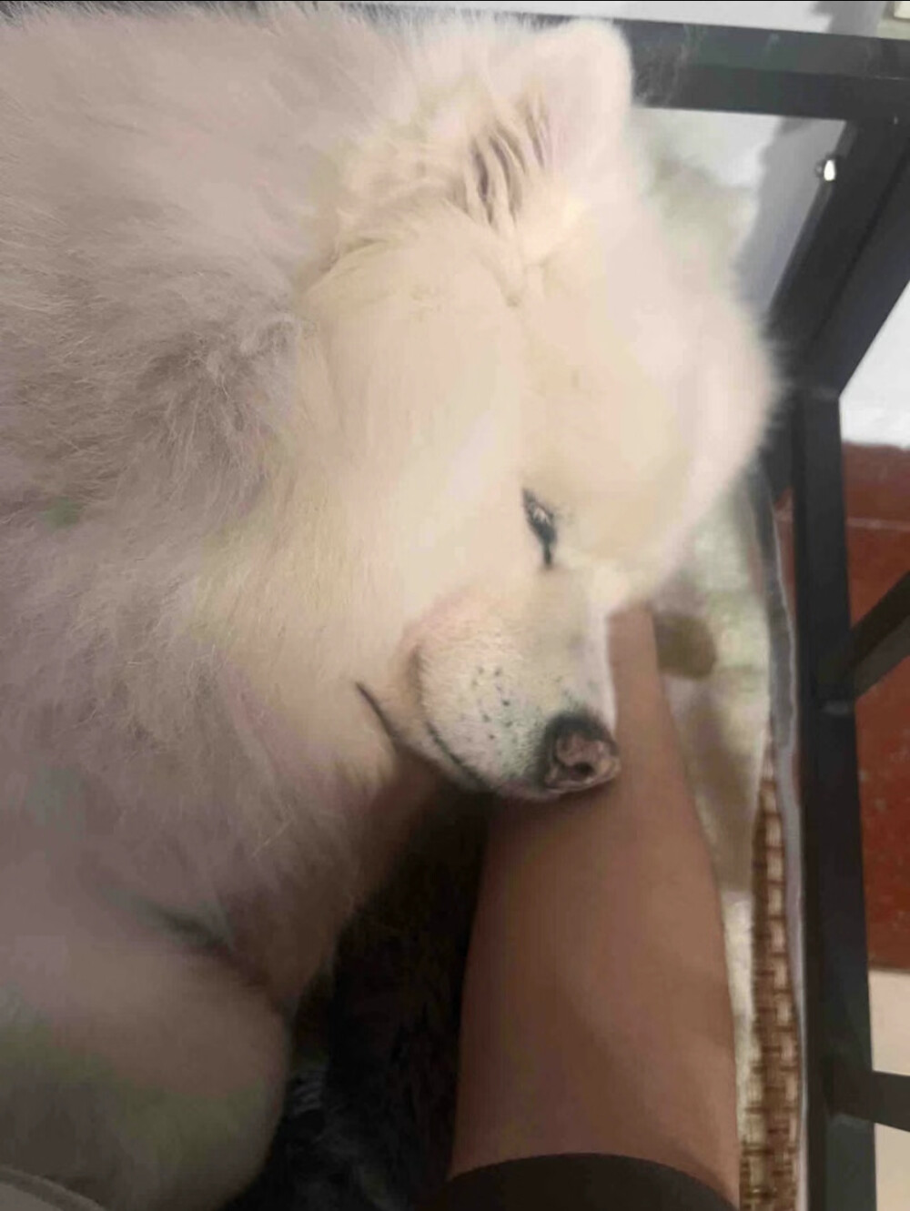 小狗