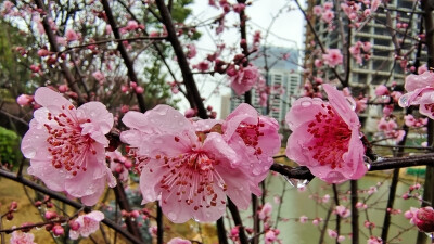 吉安后河·梦回庐陵景区欣赏春雨滋润下的“梅”景