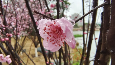 吉安后河·梦回庐陵景区欣赏春雨滋润下的“梅”景