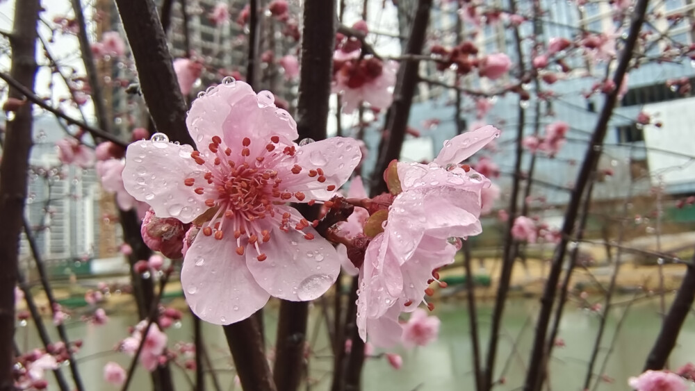 吉安后河·梦回庐陵景区欣赏春雨滋润下的“梅”景